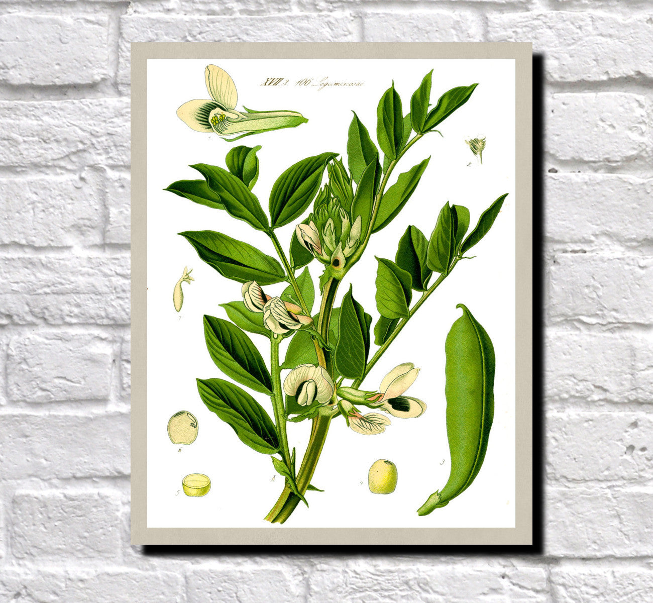 Broad Bean Print Vintage Book Plate Art Botanical Illustration
