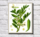 Broad Bean Print Vintage Book Plate Art Botanical Illustration
