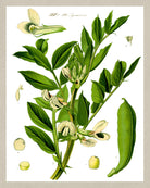 Broad Bean Print Vintage Book Plate Art Botanical Illustration