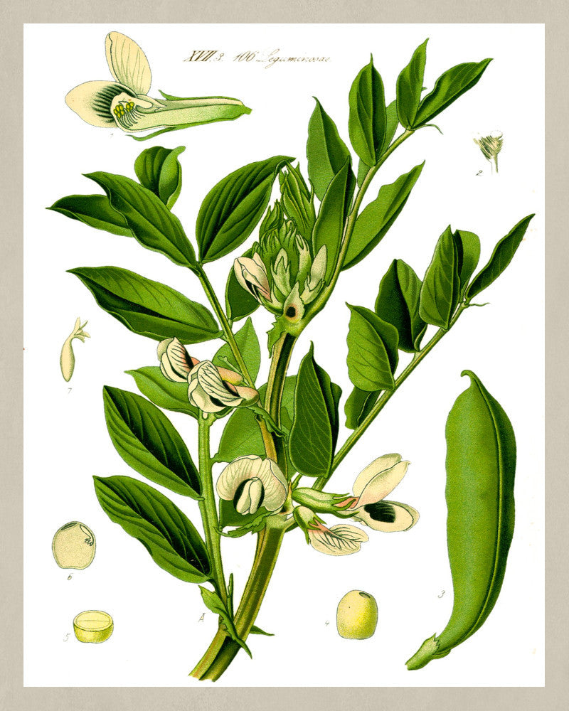 Broad Bean Print Vintage Book Plate Art Botanical Illustration
