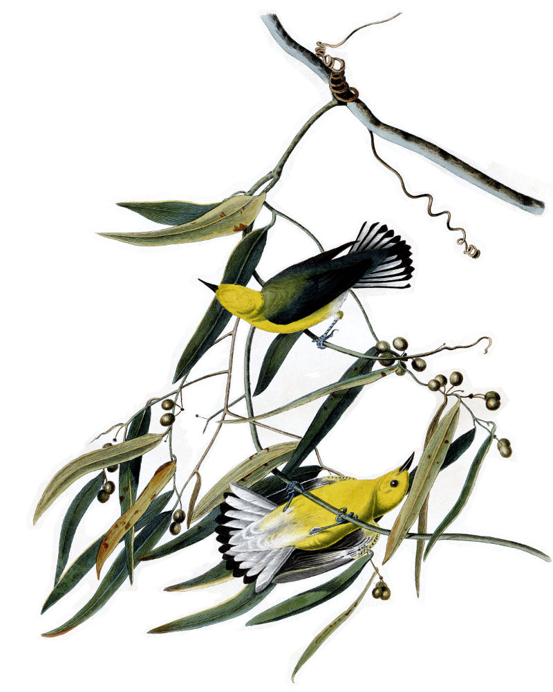 Prothonotary Warbler Illustration Print Vintage Bird Sketch Art 0405