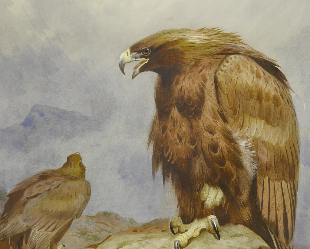A Pair Of Golden Eagles, Archibald Thorburn, Birds Print