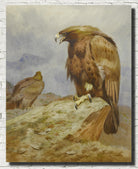 A Pair Of Golden Eagles, Archibald Thorburn, Birds Print