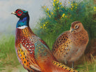 A hen and cock pheasant by gorse, Archibald Thorburn, Birds Print