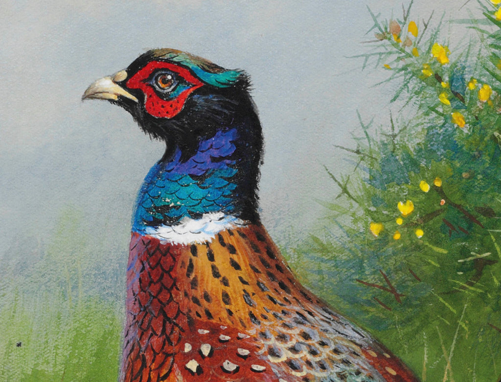 A hen and cock pheasant by gorse, Archibald Thorburn, Birds Print