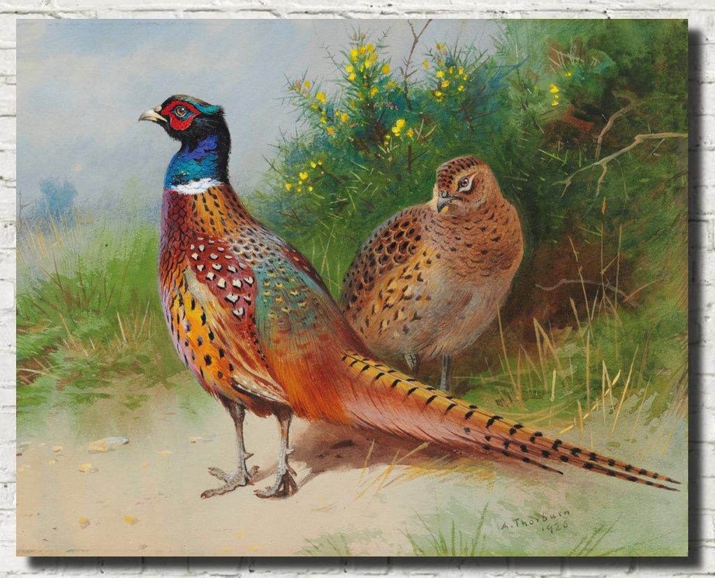 A hen and cock pheasant by gorse, Archibald Thorburn, Birds Print