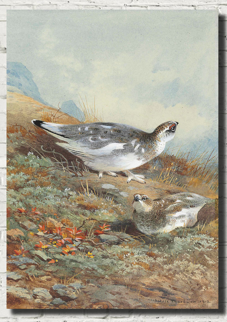 A Pair of Ptarmigan in mid-plumage, Archibald Thorburn, Birds Print