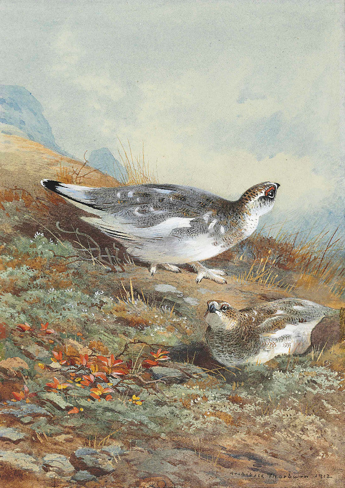 A Pair of Ptarmigan in mid-plumage, Archibald Thorburn, Birds Print