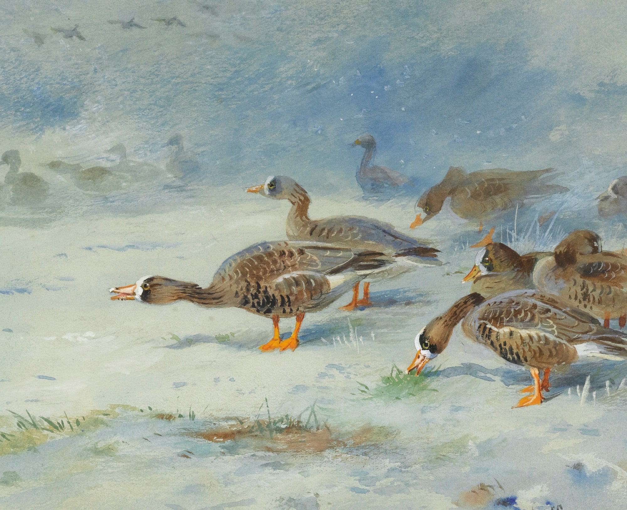 Barnacle Geese, Archibald Thorburn, Birds Print – GalleryThane