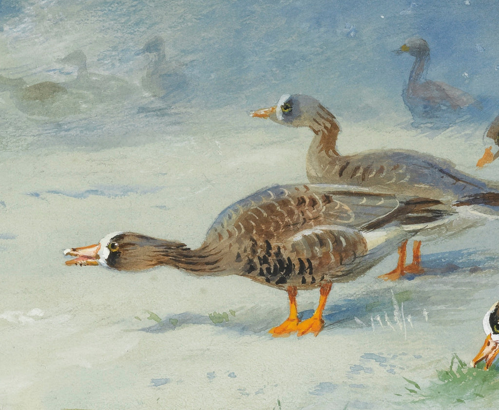 Barnacle Geese, Archibald Thorburn, Birds Print