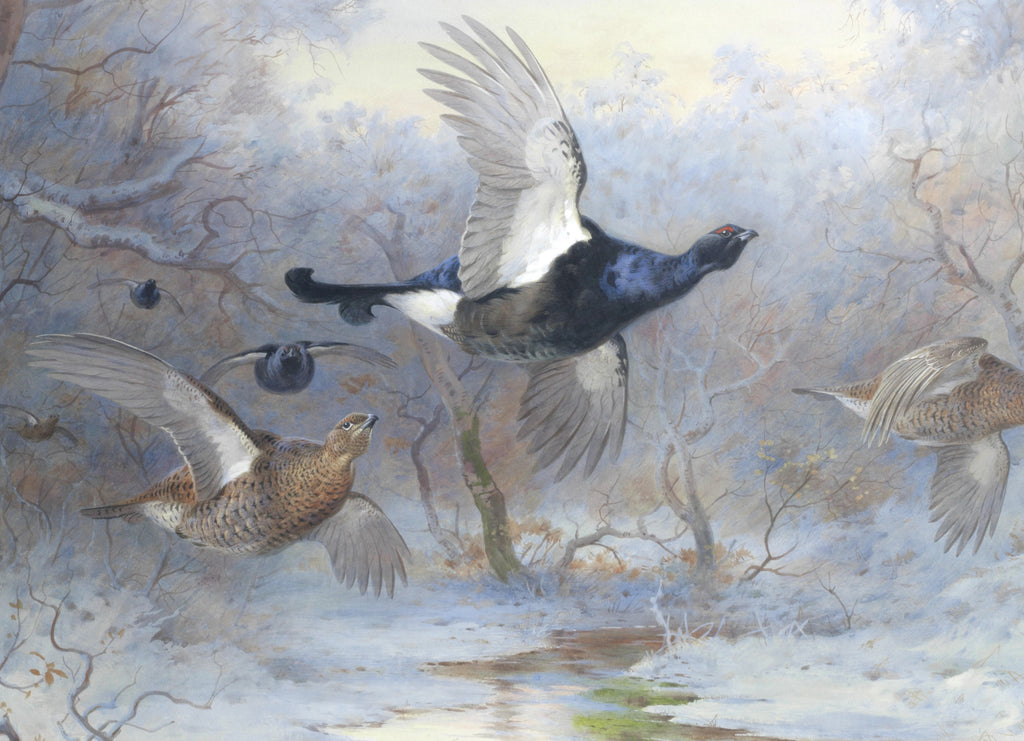 Blackcock And Grouse In Flight – Winter, Archibald Thorburn, Birds Print