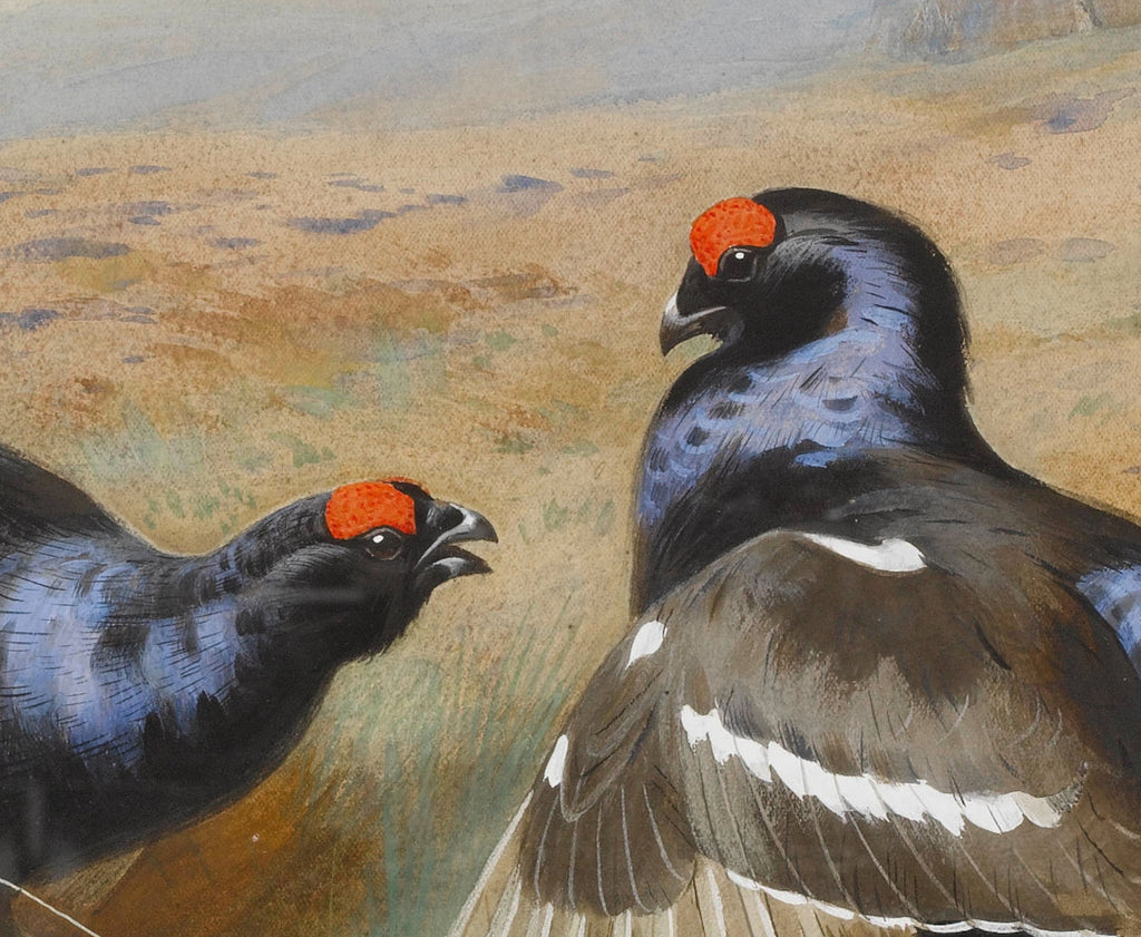 Blackcocks At The Lek, Archibald Thorburn, Birds Print