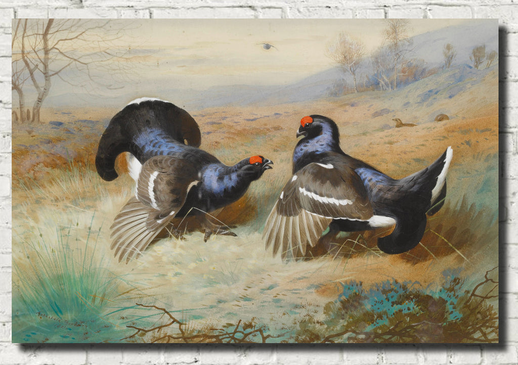 Blackcocks At The Lek, Archibald Thorburn, Birds Print