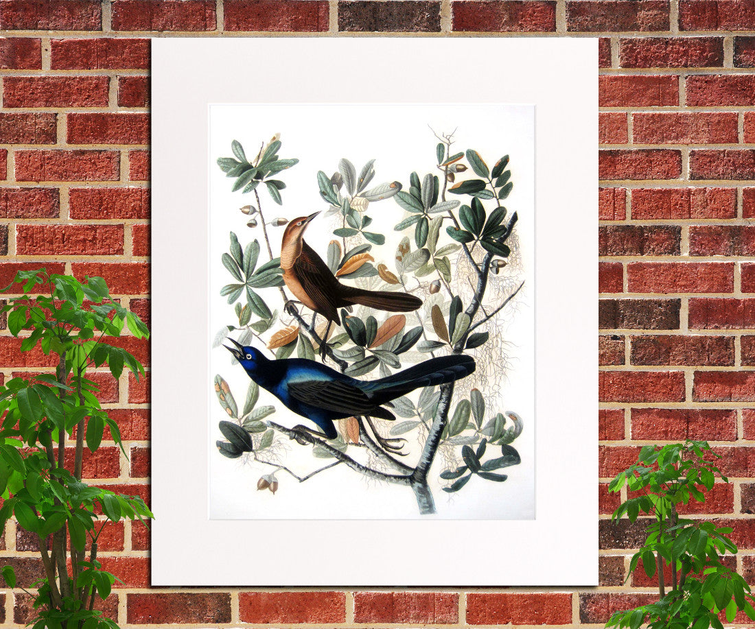 Boat Tailed Grackle Illustration Print Vintage Bird Sketch Art 0410