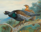 Capercaillie, Archibald Thorburn, Birds Print