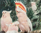 Friedrich Wilhelm Kuhnert Fine Art Print, Cockatoos