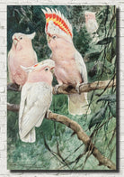 Friedrich Wilhelm Kuhnert Fine Art Print, Cockatoos