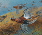 Driven Grouse, Archibald Thorburn, Birds Print