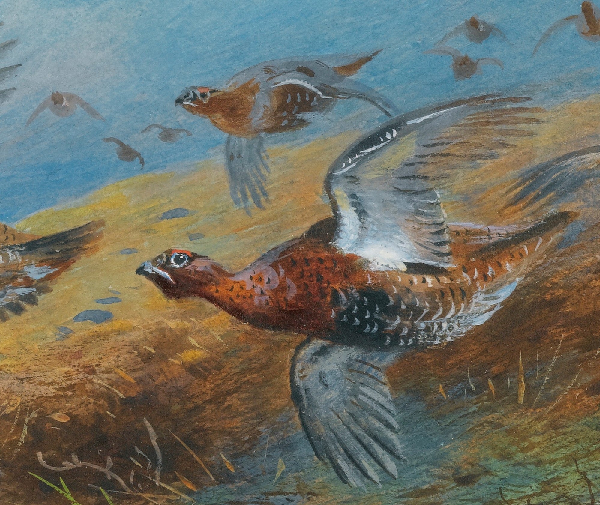 Driven Grouse, Archibald Thorburn, Birds Print