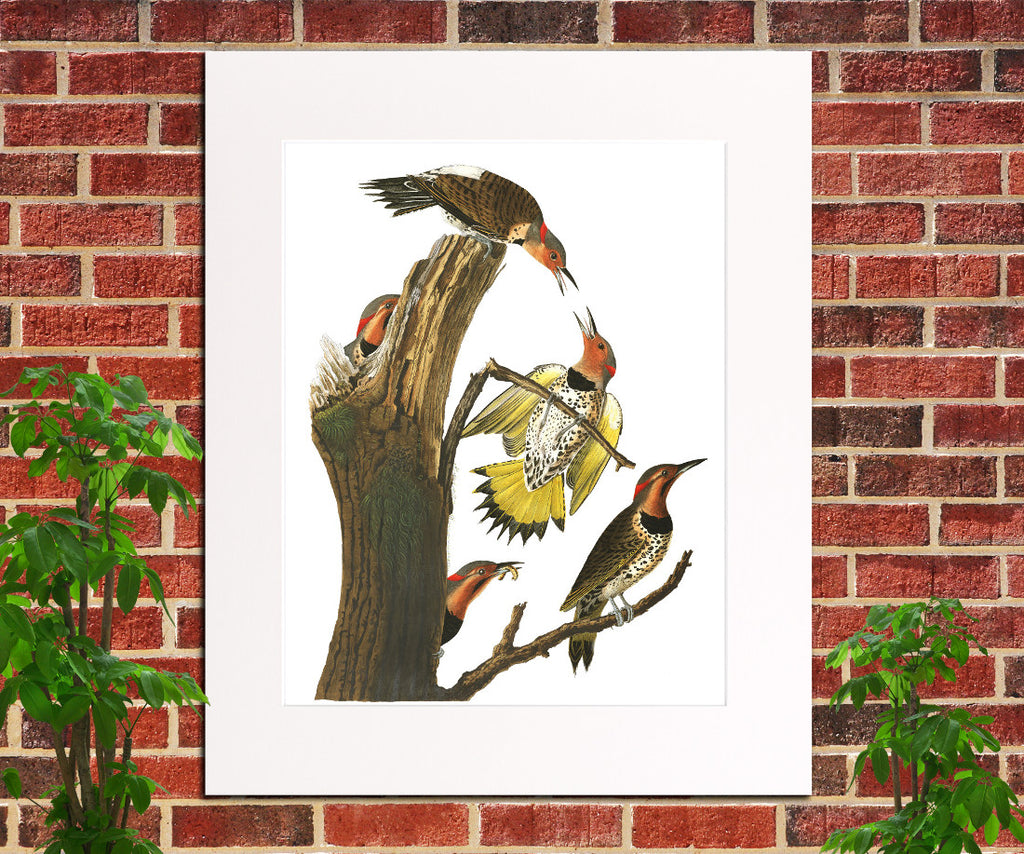 Gold Winged Woodpecker Illustration Print Vintage Bird Sketch Art 0415
