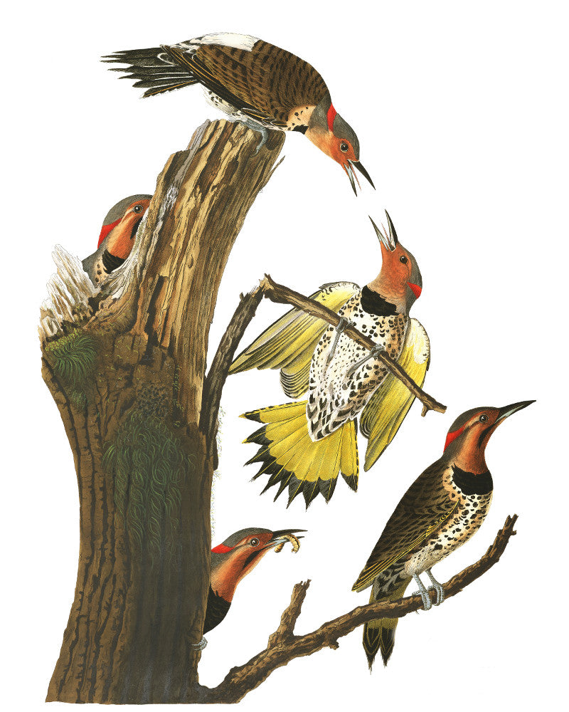 Gold Winged Woodpecker Illustration Print Vintage Bird Sketch Art 0415