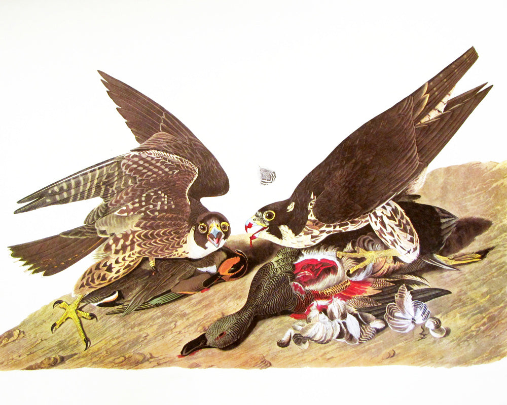 Great Footed Hawk Illustration Print Vintage Bird Sketch Art 0407