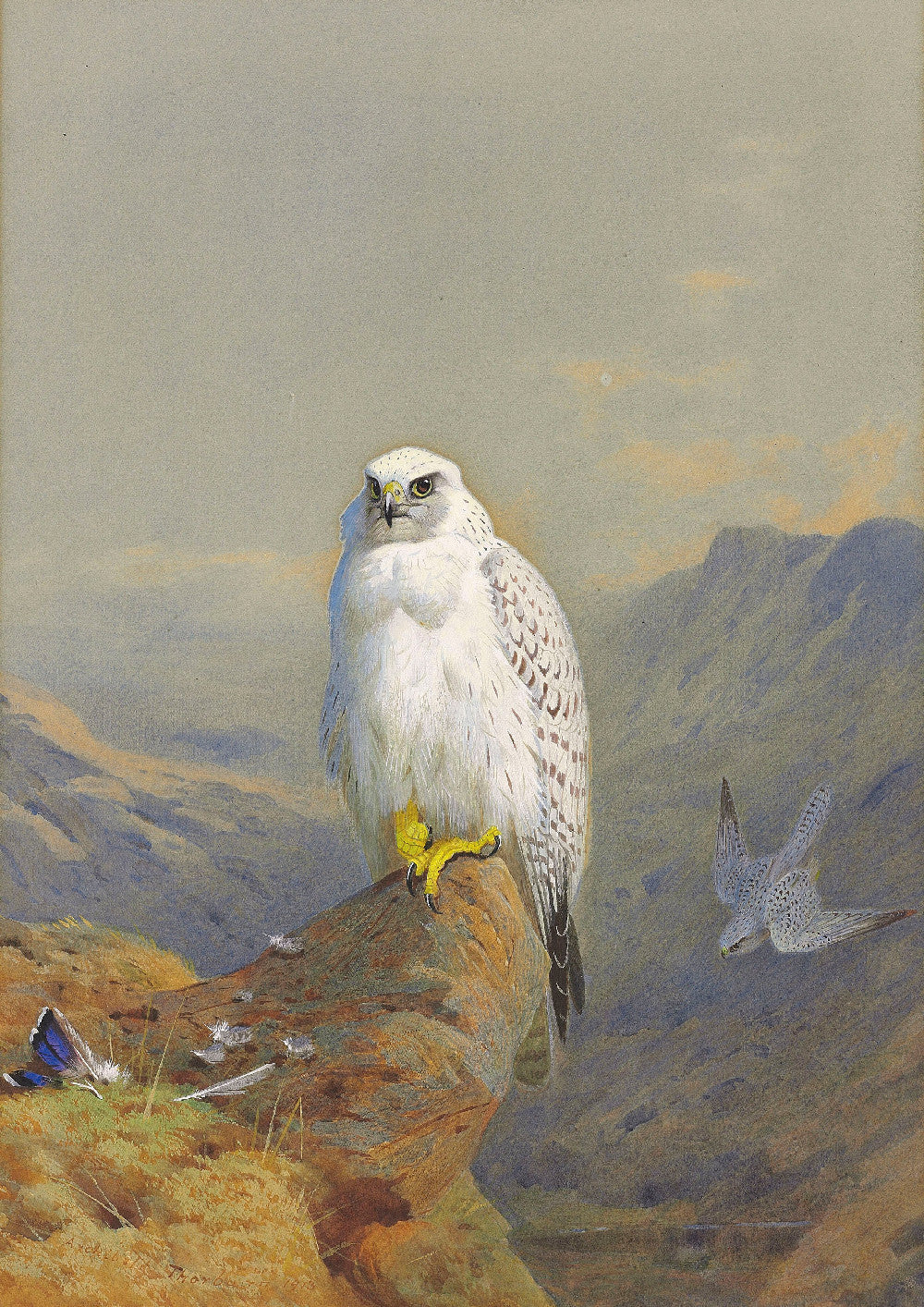Greenland Falcon on Rocky Outcrop, Archibald Thorburn, Birds Print