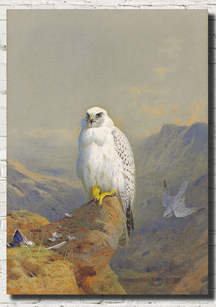 Greenland Falcon on Rocky Outcrop, Archibald Thorburn, Birds Print