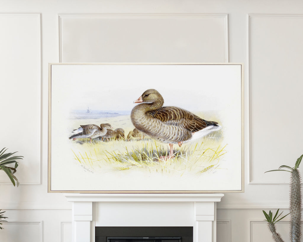 Greylag Goose, Archibald Thorburn, Birds Print