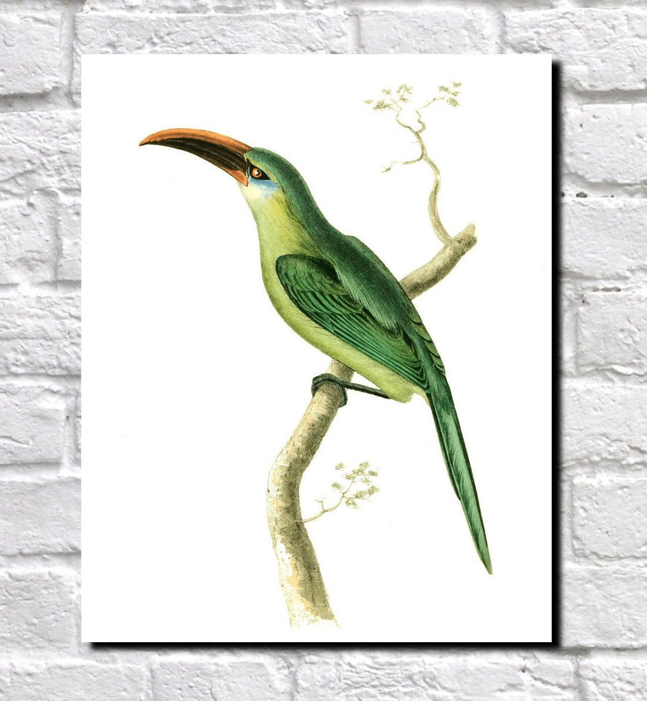 Grooved-Bill Aracari Illustration Print Vintage Bird Sketch Art 0545