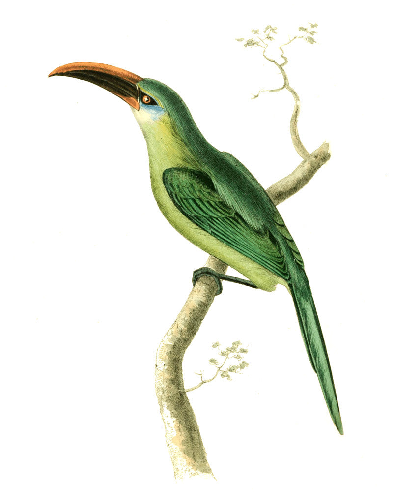 Grooved-Bill Aracari Illustration Print Vintage Bird Sketch Art 0545
