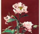 Ogawa Kazumasa Botanical Art Print, Hærdaceous Peony