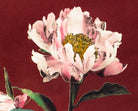 Ogawa Kazumasa Botanical Art Print, Hærdaceous Peony