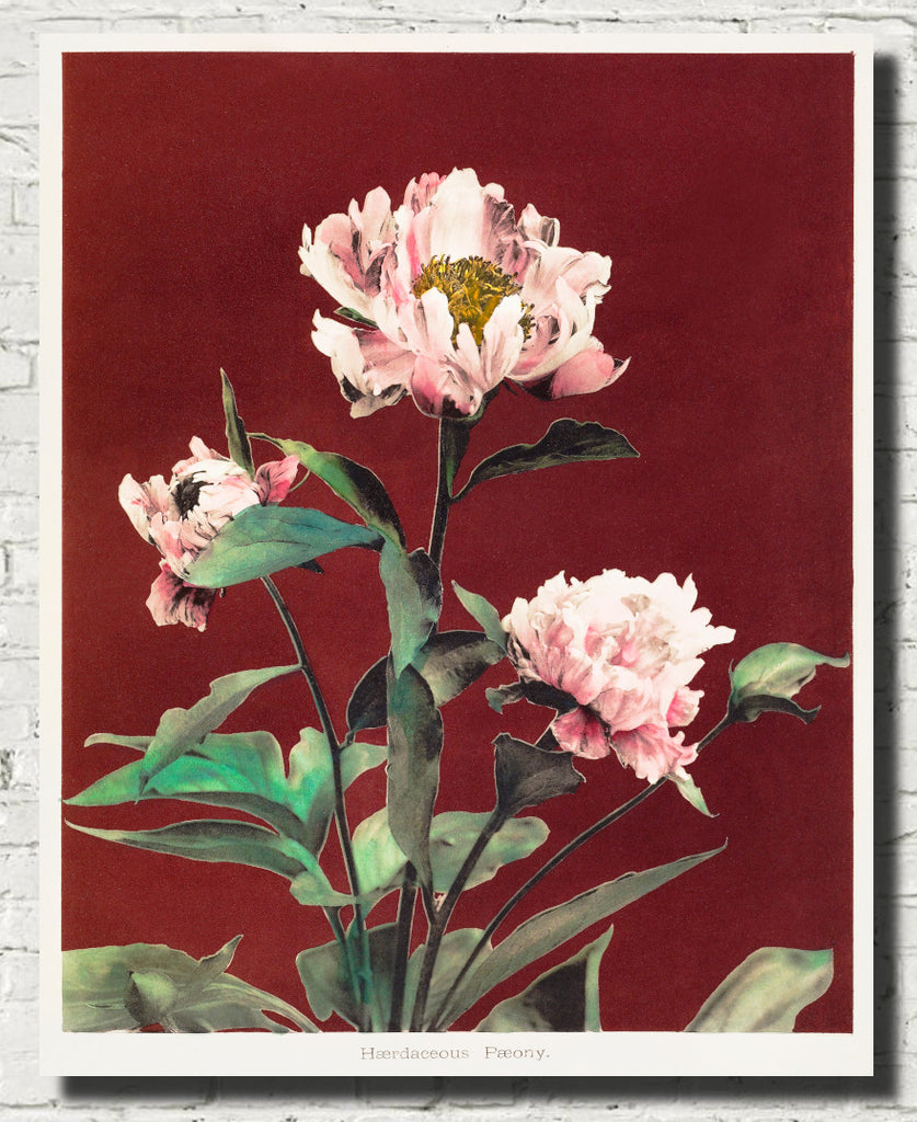 Ogawa Kazumasa Botanical Art Print, Hærdaceous Peony