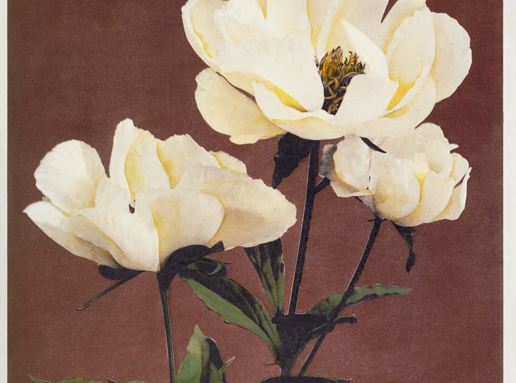 Ogawa Kazumasa Botanical Print, Hærdaceous Peony