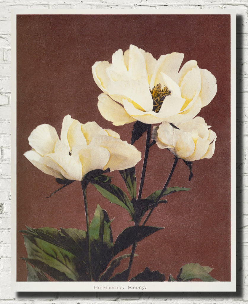 Ogawa Kazumasa Botanical Print, Hærdaceous Peony