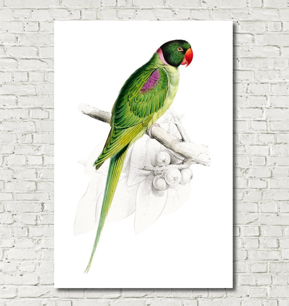 Hooded Parakeet Illustration Print Vintage Bird Sketch Art 0581
