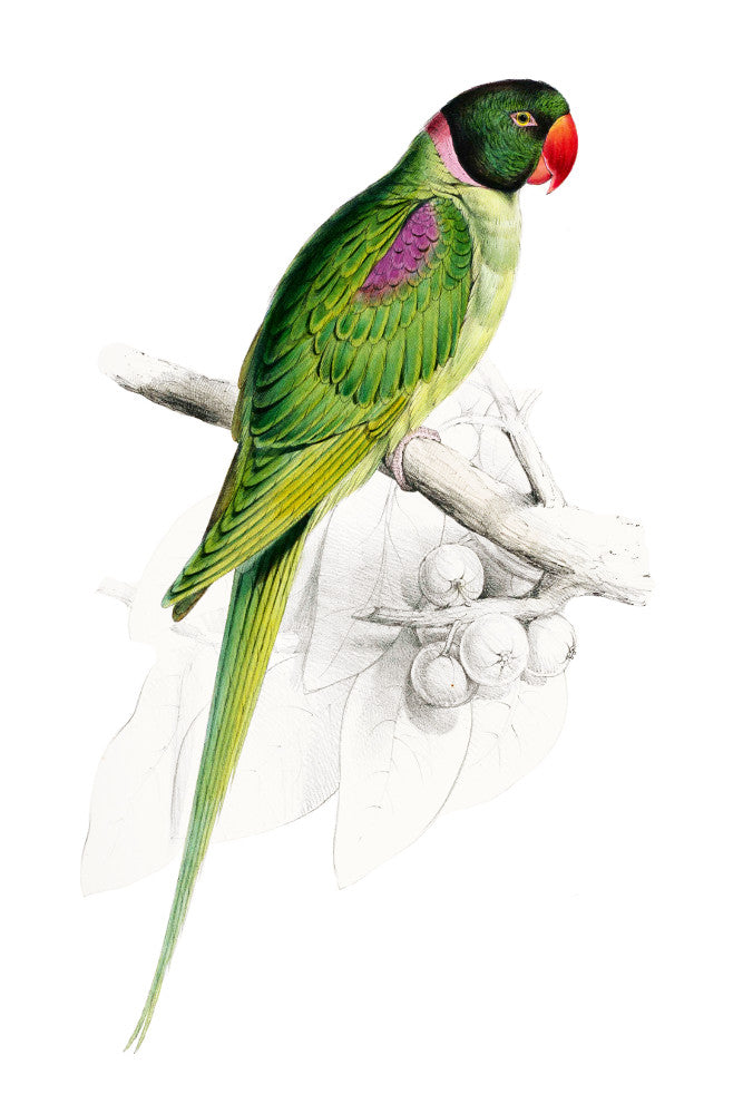 Hooded Parakeet Illustration Print Vintage Bird Sketch Art 0581