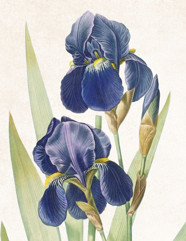Iris Germanica Print Vintage Book Plate Art Botanical Illustration
