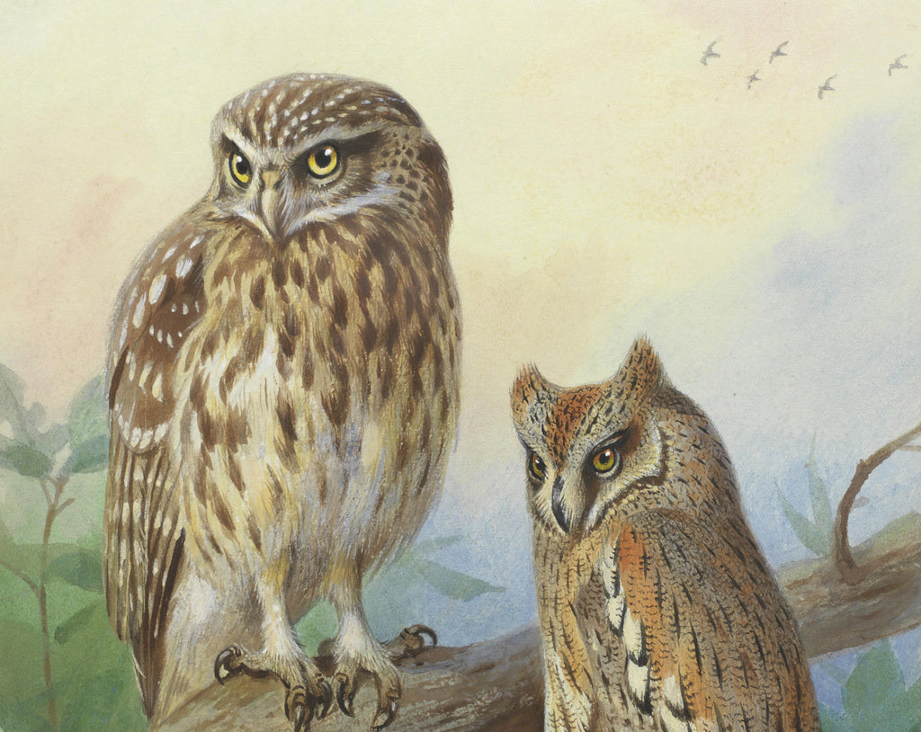 Little Owl And Scops Owl, Archibald Thorburn, Birds Print
