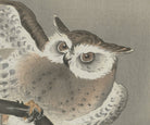 Ohara Koson Japanese Fine Art Print, Long-eared owl in ginkgo
