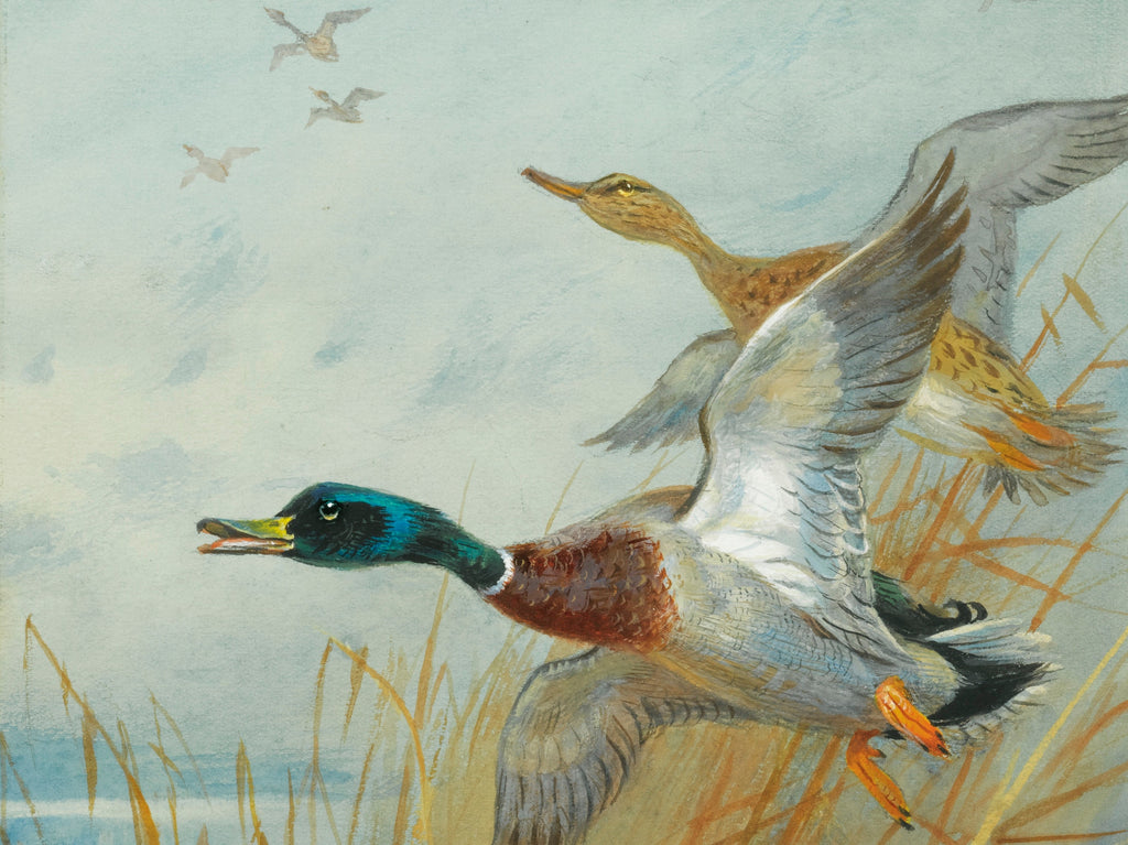 Mallard Rising, Archibald Thorburn, Birds Print