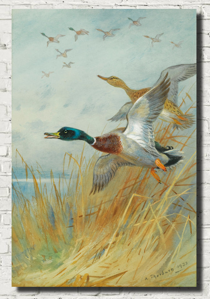 Mallard Rising, Archibald Thorburn, Birds Print
