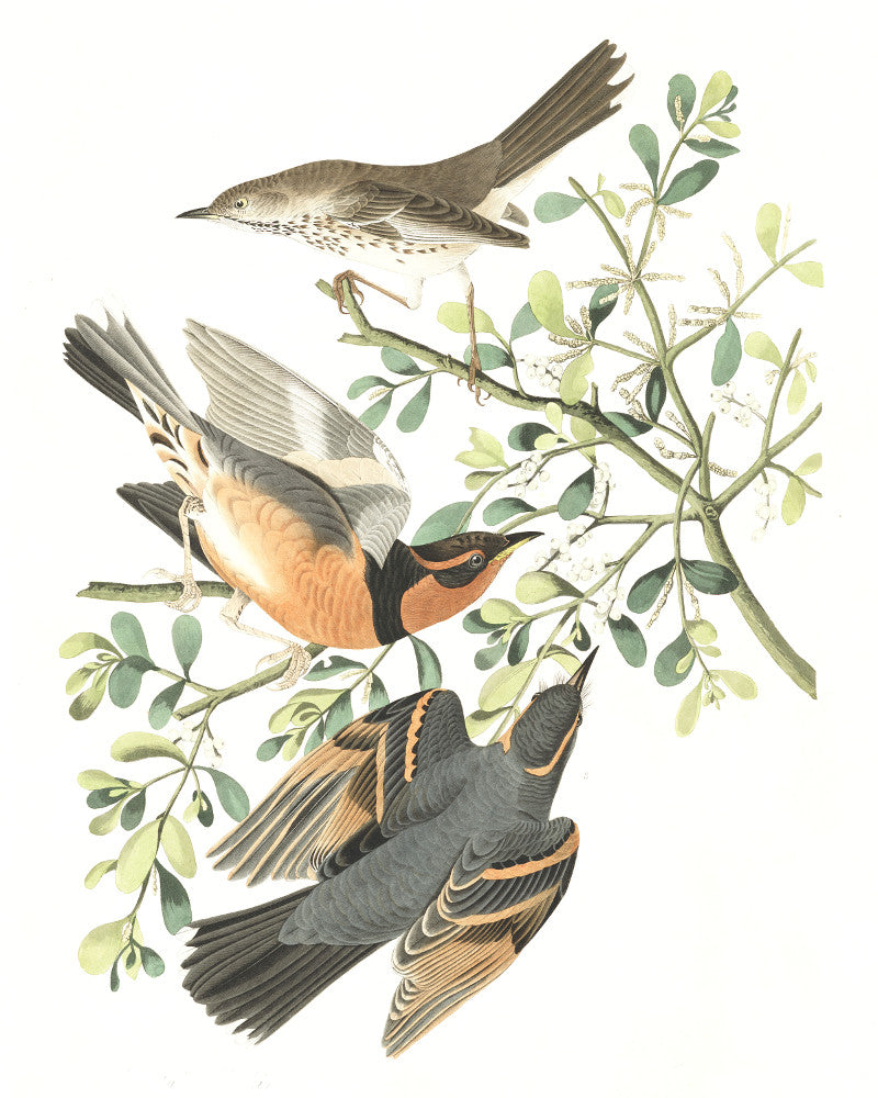 Mountain Mocking Bird Illustration Print Vintage Bird Sketch Art 0418