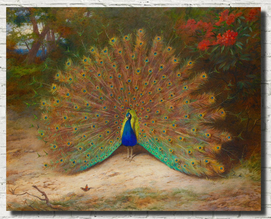 Peacock And Peacock Butterfly, Archibald Thorburn, Birds Print