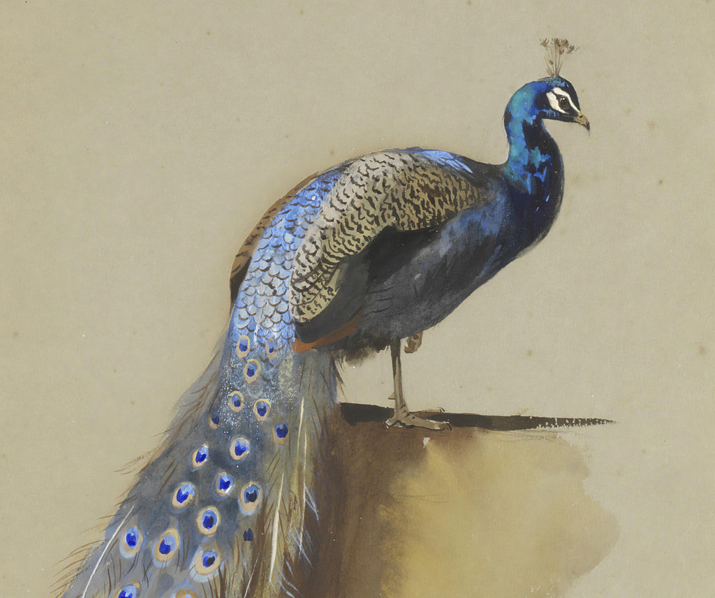 Peacock, Archibald Thorburn, Birds Print