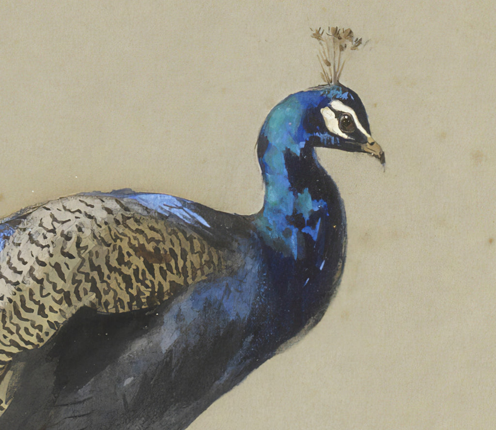 Peacock, Archibald Thorburn, Birds Print