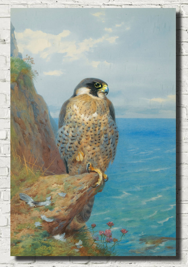 Peregrine At Auchencairn, Archibald Thorburn, Birds Print