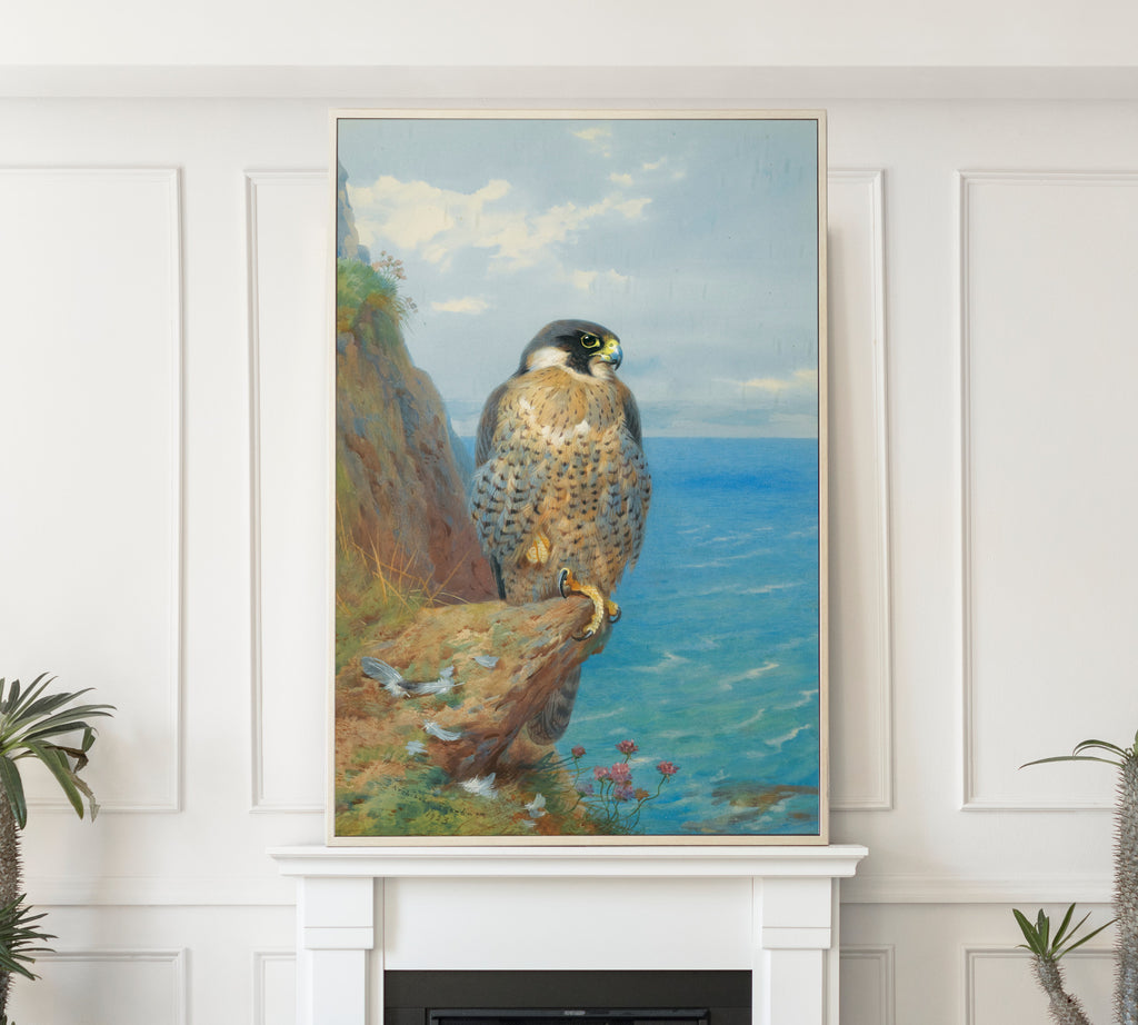 Peregrine At Auchencairn, Archibald Thorburn, Birds Print