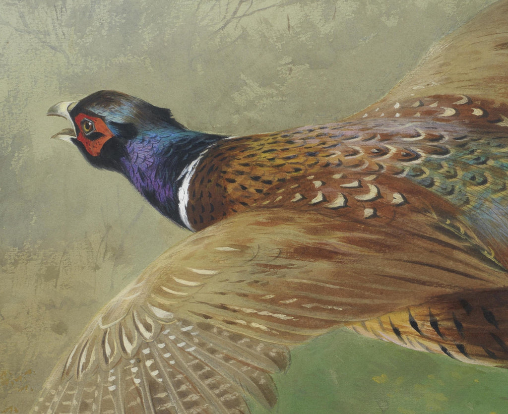 Pheasant In Flight, Archibald Thorburn, Birds Print